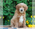 Small #2 Goldendoodle