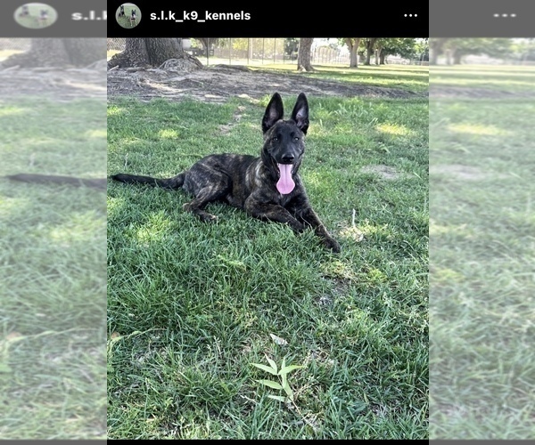 Medium Photo #2 Dutch Shepherd Dog Puppy For Sale in LOS ANGELES, CA, USA