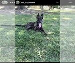 Small Photo #2 Dutch Shepherd Dog Puppy For Sale in LOS ANGELES, CA, USA