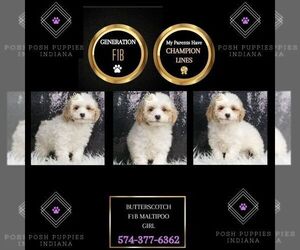 Maltipoo Puppy for sale in WARSAW, IN, USA