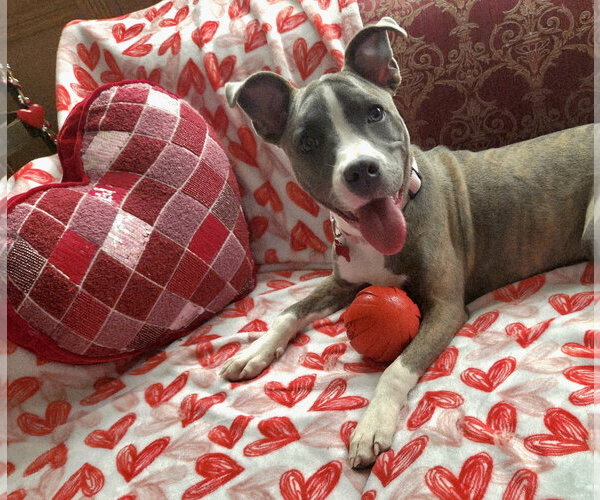 Medium Photo #27 Mutt Puppy For Sale in Mount Laurel, NJ, USA