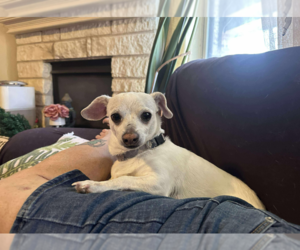 Chihuahua-Unknown Mix Dogs for adoption in Cranston, RI, USA