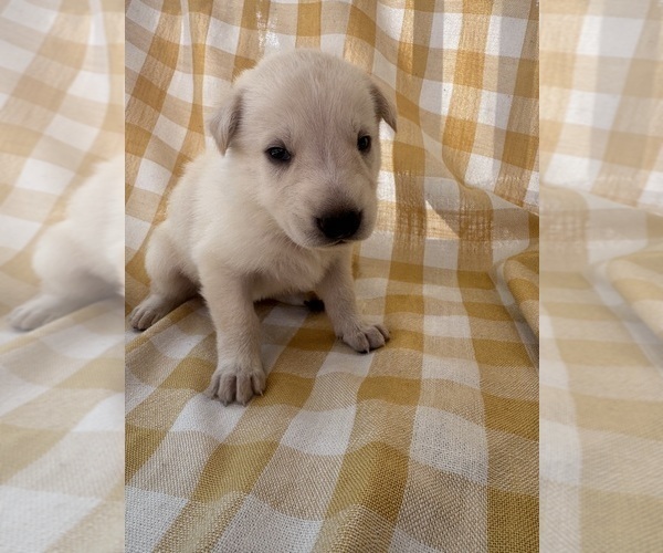 Medium Photo #16 German Shepherd Dog Puppy For Sale in SPRINGFIELD, MO, USA