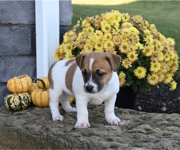 Medium Photo #3 Jack Russell Terrier Puppy For Sale in MILLERSBURG, OH, USA