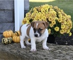 Small Photo #3 Jack Russell Terrier Puppy For Sale in MILLERSBURG, OH, USA
