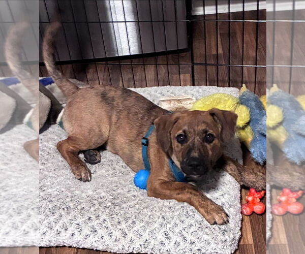 Medium Photo #8 American Pit Bull Terrier-German Shepherd Dog Mix Puppy For Sale in Chester, VA, USA