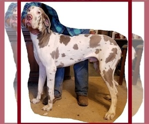 Father of the Great Dane puppies born on 04/29/2025