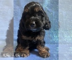 Small Photo #30 Cock-A-Poo-Cockapoo Mix Puppy For Sale in LOVELAND, CO, USA