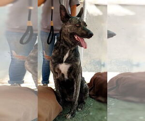 Cleo-Patra-got long term Foster! - Female Holland Shepherd Dog for Adoption - Photo #7