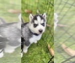 Small Photo #7 Siberian Husky Puppy For Sale in LYNNWOOD, WA, USA