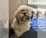 Small #5 Shih Tzu Mix