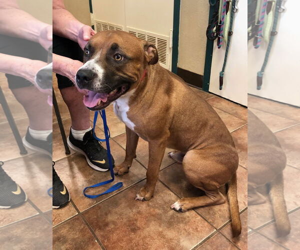 Medium Photo #2 Boxer-Unknown Mix Puppy For Sale in Amarillo, TX, USA