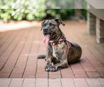 Small #1 Labrador Retriever Mix