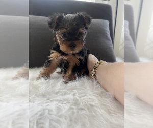 Yorkshire Terrier Puppy for Sale in PATTERSON, California USA