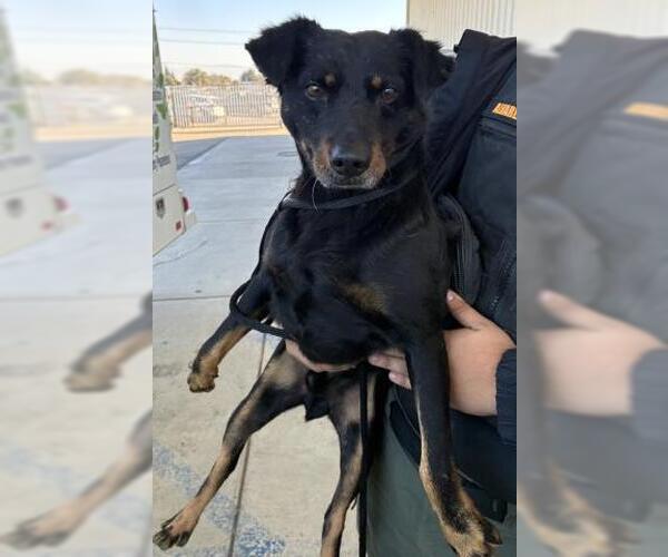 Medium Photo #1 Australian Kelpie Puppy For Sale in Bakersfield, CA, USA