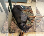 Small #3 Doberman Pinscher