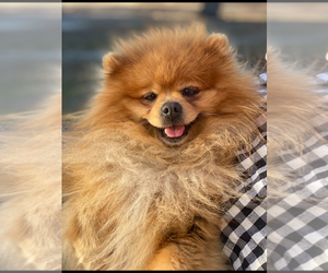 Pomeranian Puppy for sale in BEULAVILLE, NC, USA