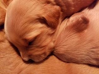 Golden Retriever Puppy for sale in LANCASTER, WI, USA