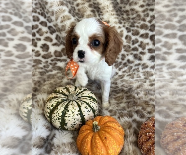 Medium Photo #3 Cavalier King Charles Spaniel Puppy For Sale in ABILENE, TX, USA