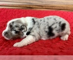 Small #1 Australian Shepherd
