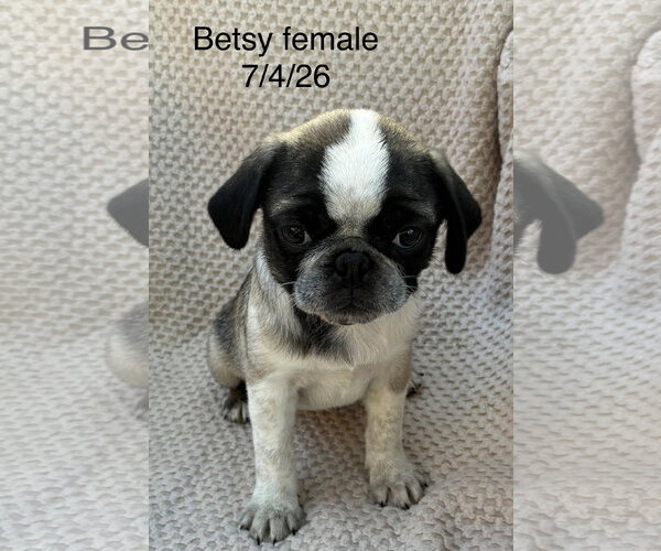 Medium Photo #1 Pug Puppy For Sale in Pottstown, PA, USA