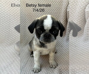 Pug Dogs for adoption in Pottstown, PA, USA