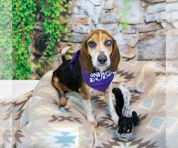 Medium Photo #2 Beagle Puppy For Sale in Kennesaw, GA, USA