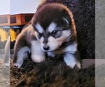 Small Photo #20 Alaskan Malamute Puppy For Sale in MIDWEST CITY, OK, USA