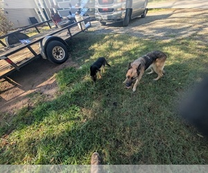 German Shepherd Dog Puppy for sale in lynchburg, VA, USA