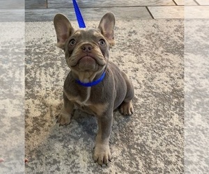French Bulldog Puppy for Sale in MIDLAND, Texas USA