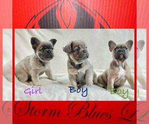 French Bulldog Puppy for Sale in TRENTON, New Jersey USA