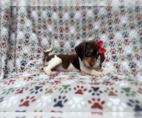 Medium Photo #5 Beagle Puppy For Sale in LAKELAND, FL, USA