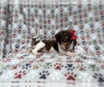 Small #4 Beagle