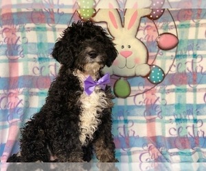 Bernedoodle Puppy for sale in LANCASTER, PA, USA