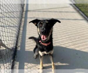 German Shepherd Dog-Unknown Mix Dogs for adoption in Tulsa, OK, USA