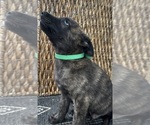 Small #8 Dutch Shepherd Dog