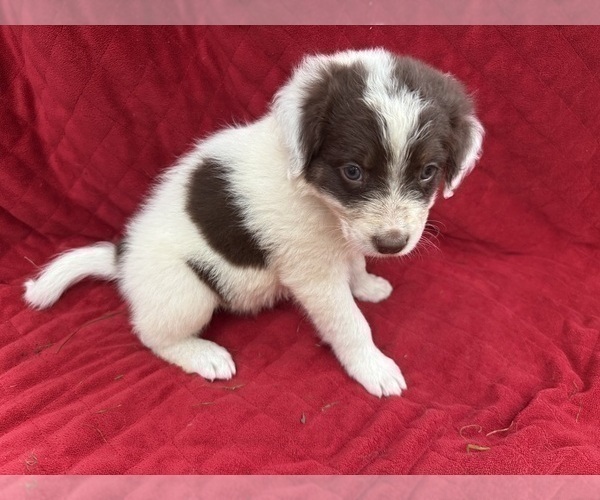 Medium Photo #7 Borador Puppy For Sale in MARION, VA, USA