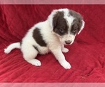 Small #6 Borador