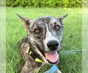 Mutt Dogs for adoption in Canton, CT, USA