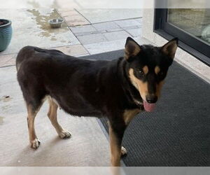 Labrador Retriever-Unknown Mix Dogs for adoption in Rancho Cucamonga, CA, USA