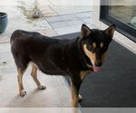 Small Labrador Retriever Mix
