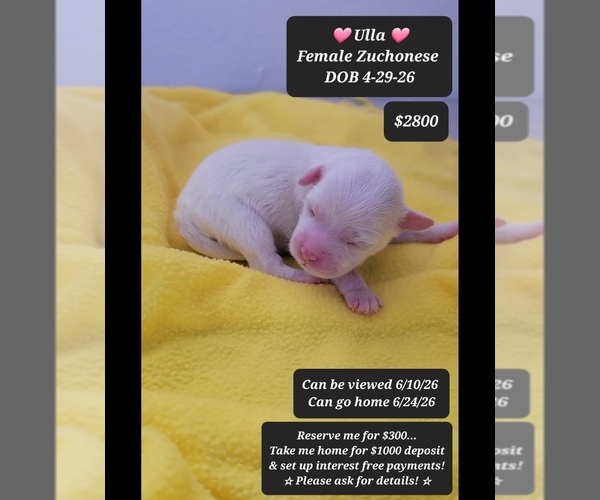 Medium Photo #1 Havanese-Zuchon Mix Puppy For Sale in TUCSON, AZ, USA