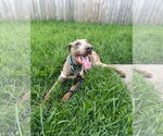 Small #2 Doberman Pinscher Mix