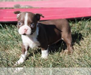 Boston Terrier Puppy for sale in ORO VALLEY, AZ, USA