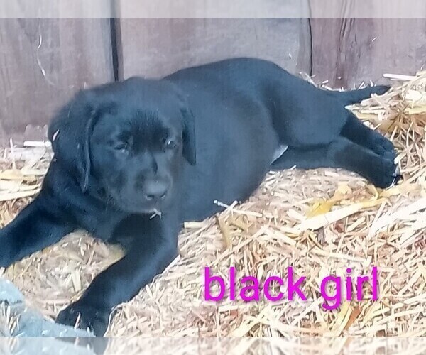 Medium Photo #50 Labrador Retriever Puppy For Sale in IONE, CA, USA