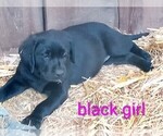 Small #3 Labrador Retriever