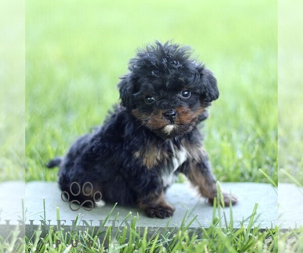 Medium Photo #3 Cavapoo (Miniature) Puppy For Sale in LEOLA, PA, USA