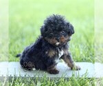 Small #2 Cavapoo (Miniature)
