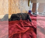 Small Photo #5 Labrador Retriever Puppy For Sale in SABETHA, KS, USA