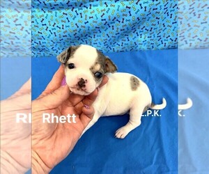 Chihuahua Puppy for sale in WINNSBORO, LA, USA